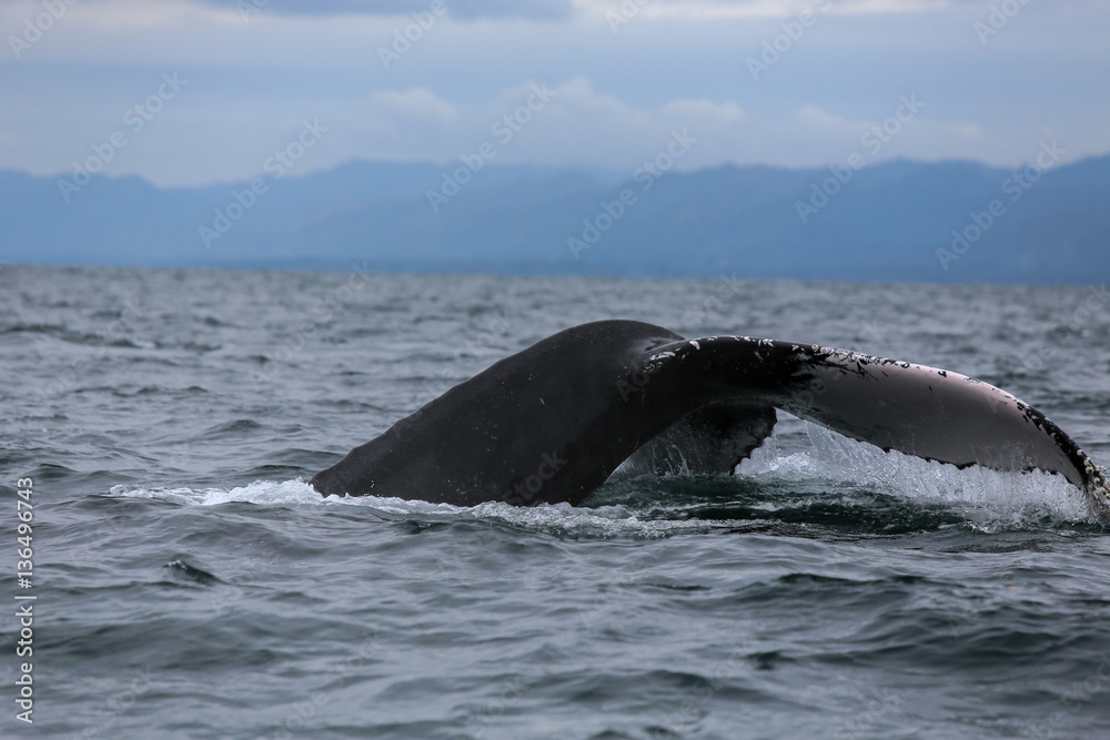 Fototapeta premium Humpback whale tail in Samana, Dominican republic