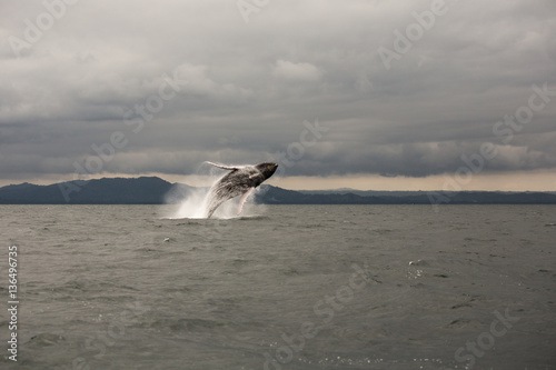 Humpback whale tail in Samana, Dominican republic © kitkorzun