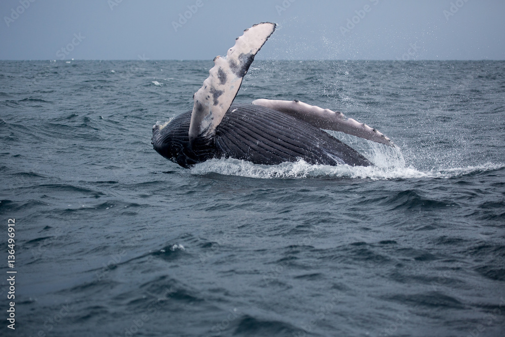 Naklejka premium Jumping humpback whale