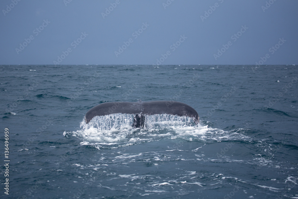 Humpback whale tail in Samana, Dominican republic Humpback whale tail in Samana, Dominican republic