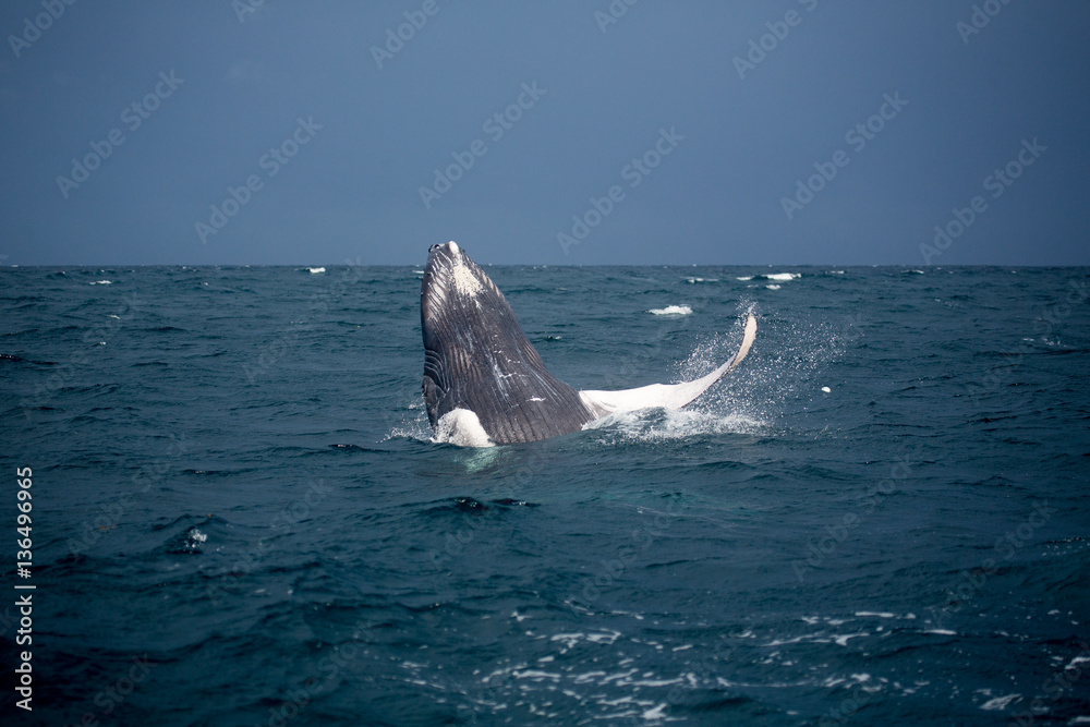 Fototapeta premium Jumping hampback whale