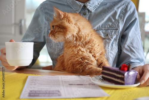 Fototapeta Naklejka Na Ścianę i Meble -  Woman sitting at table in cat cafe, closeup