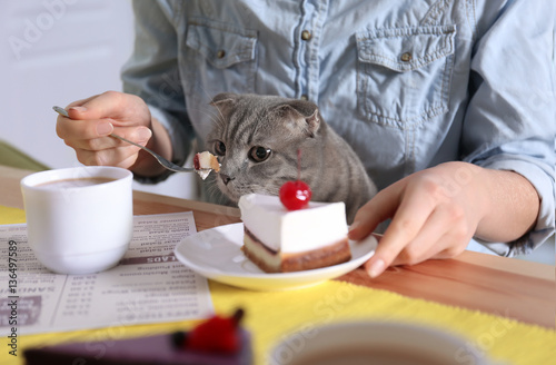 Fototapeta Naklejka Na Ścianę i Meble -  Woman sitting at table in cat cafe, closeup