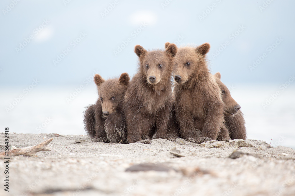 Obraz premium Portrait of an adorable little bears