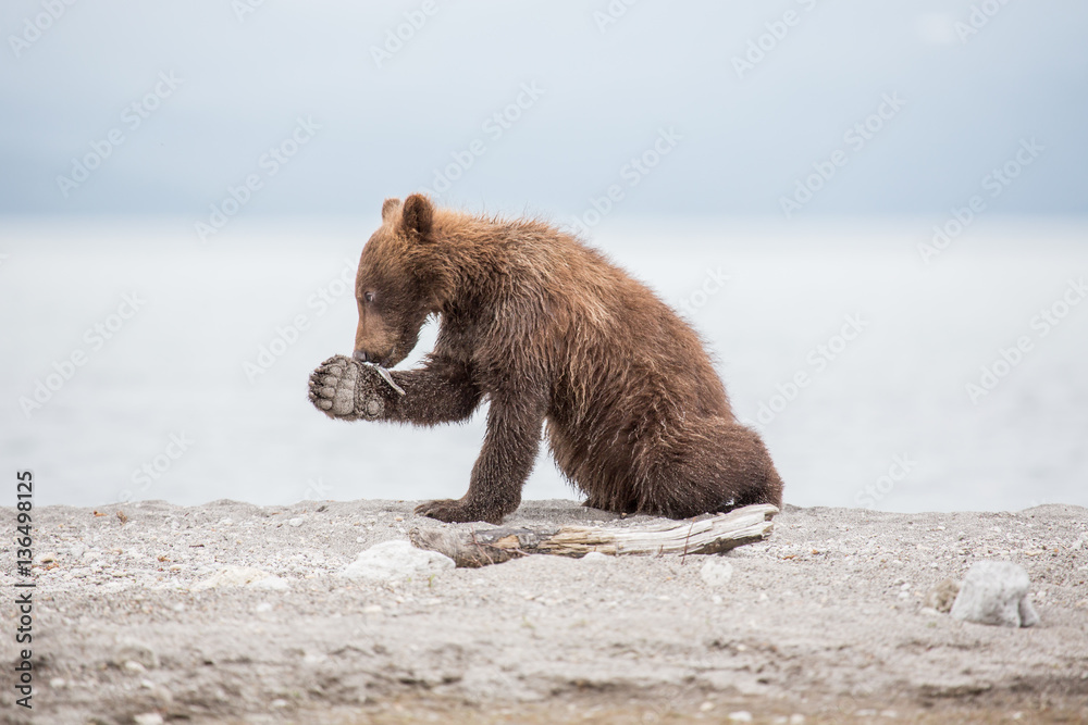 Obraz premium Small bear cub on the lake