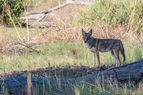 Coyote in central New Mexico