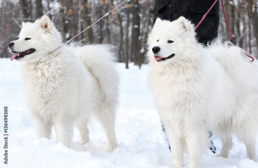 Cute samoyed dogs with owner in park on winter day