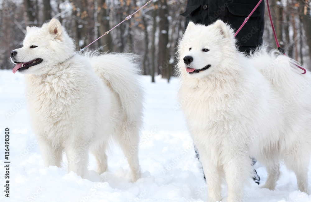 Cute samoyed dogs with owner in park on winter day Cute samoyed dogs with owner in park on winter day