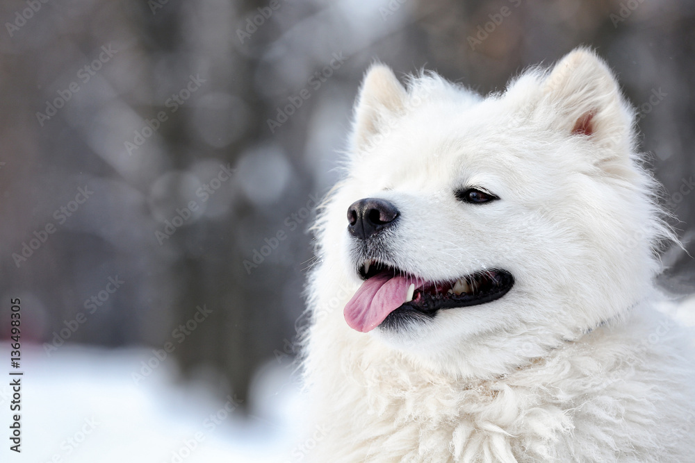 Cute samoyed dog in park on winter day