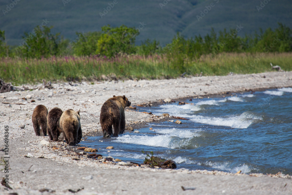 Fototapeta premium Mama bear and her cubs - great family