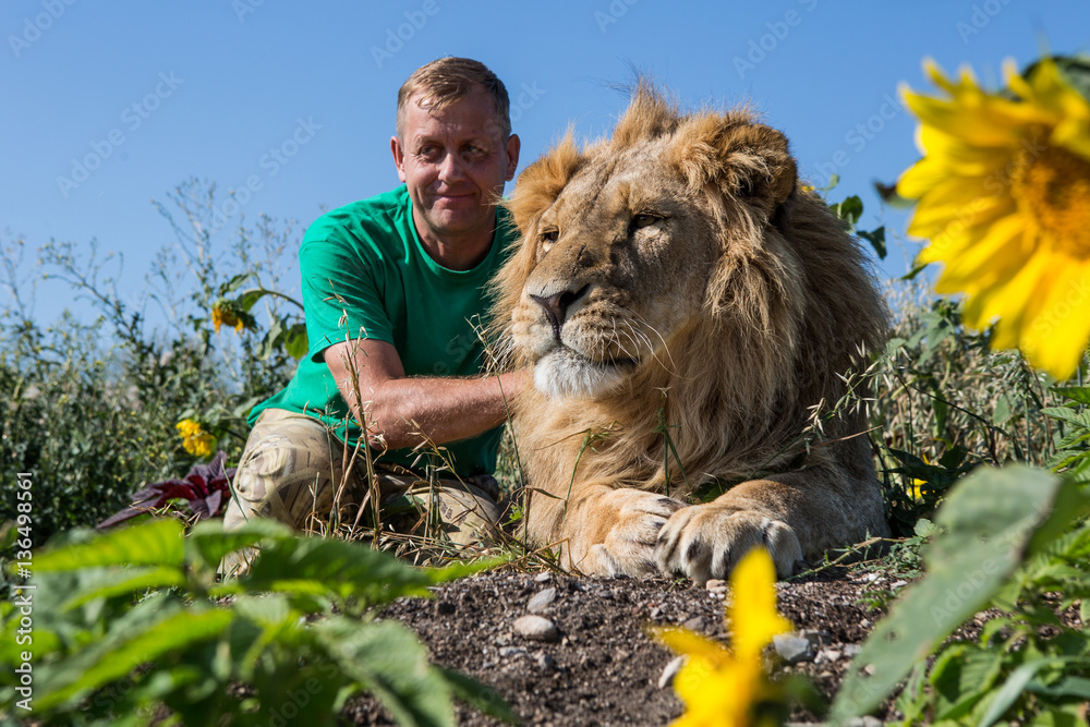 Fototapeta premium The man hugging the lion in safari park Taigan, Crimea, Russia