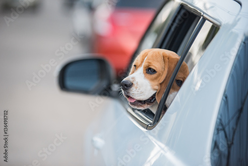 beagle dog, beagle dog on car windows