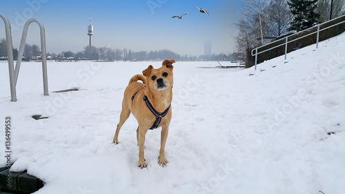 Fototapeta Naklejka Na Ścianę i Meble -  Winterspaziergang an der zugefrorenen AltenDonau in Wien