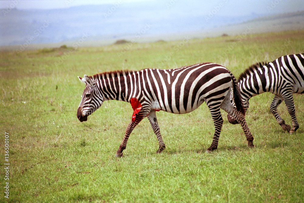 Plain zebra attacked by a lion, Maasai Mara Game Reserve, Kenya Plain zebra attacked by a lion, Maasai Mara Game Reserve, Kenya