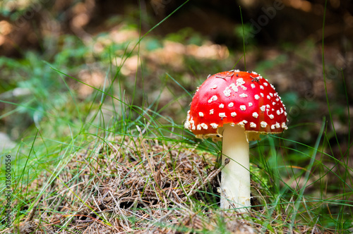 Amanita muscaria in forest litter