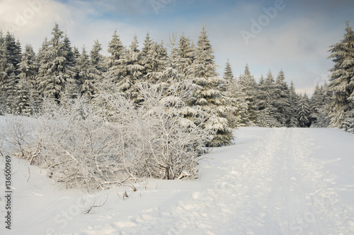 Snow-covered trees, mountain trail in winter