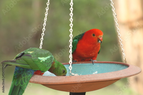 Wallpaper Mural Parrots feeding Torontodigital.ca