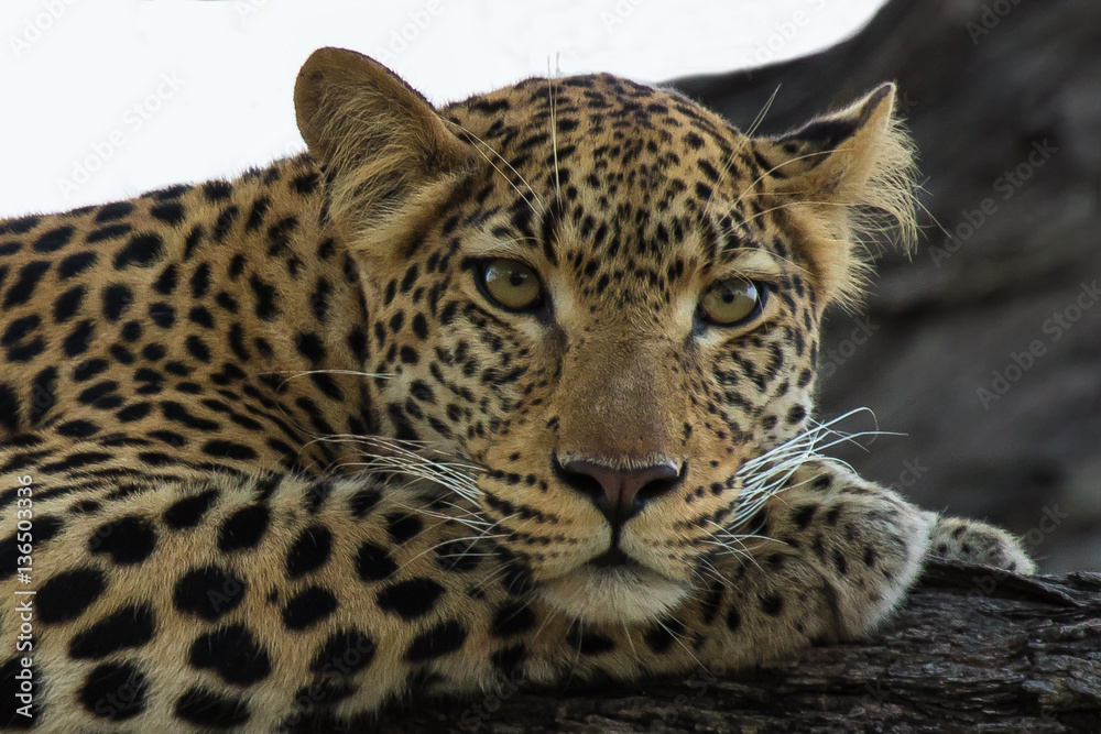 Obraz premium Leopard