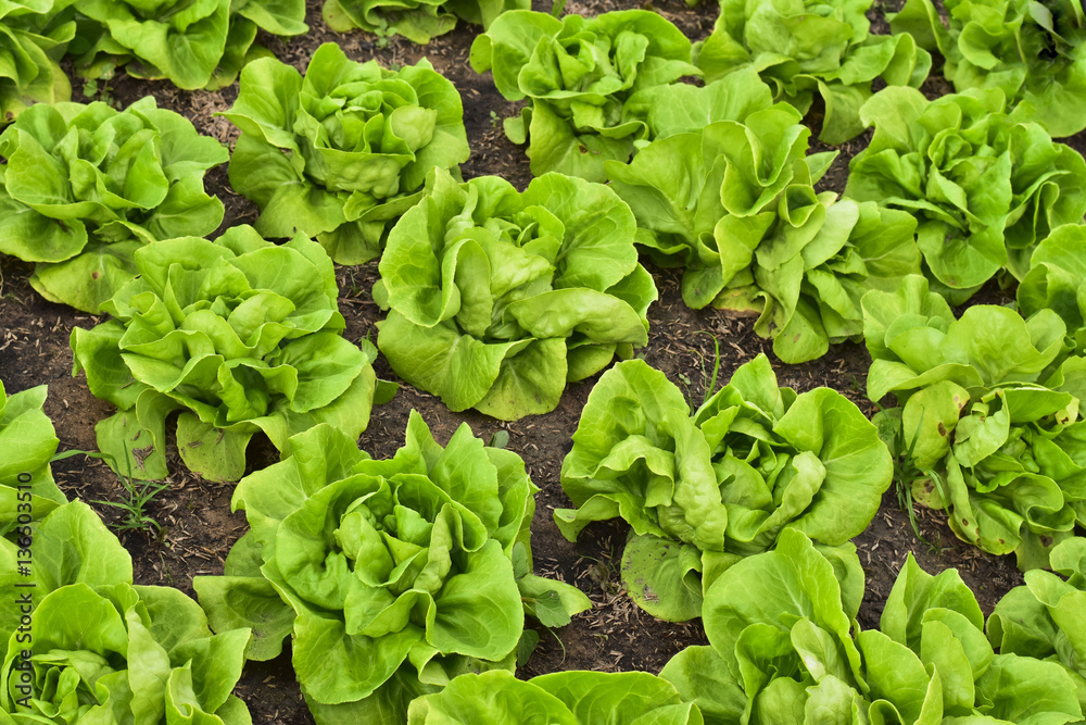 Butterhead Lettuce salad plantation, green organic vegetable lea - obrazy, fototapety, plakaty 