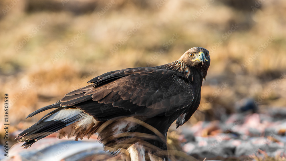 Fototapeta premium Golden Eagle's Glance