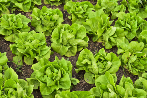Fényképezés Butterhead Lettuce salad plantation, green organic vegetable lea