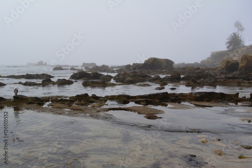 Rugged Foggy Coastline