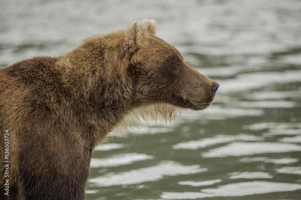 Bear looks for fish in water Bear looks for fish in water