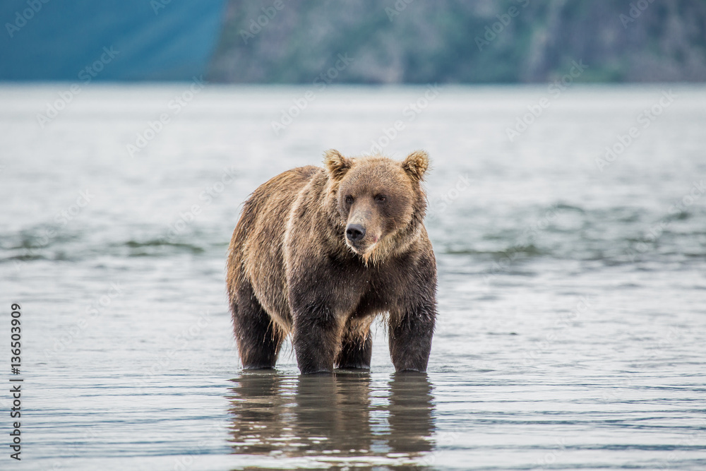 Bear looks for fish in water Bear looks for fish in water