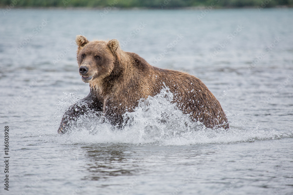 Fototapeta premium Bear attacks fish salmon
