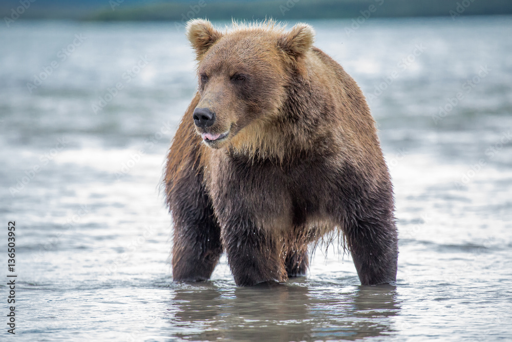 Bear looks for fish in water Bear looks for fish in water