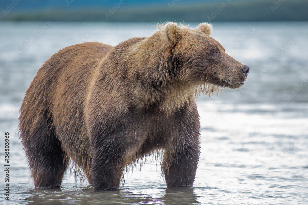 Bear looks for fish in water Bear looks for fish in water