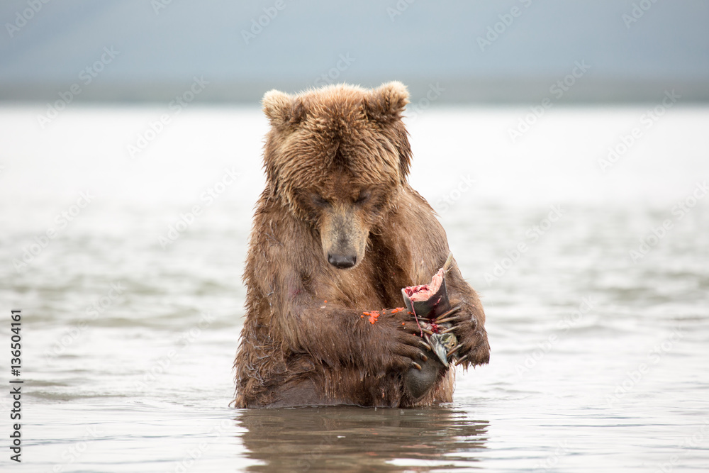 The bear was caught and eat fish salmon The bear was caught and eat fish salmon