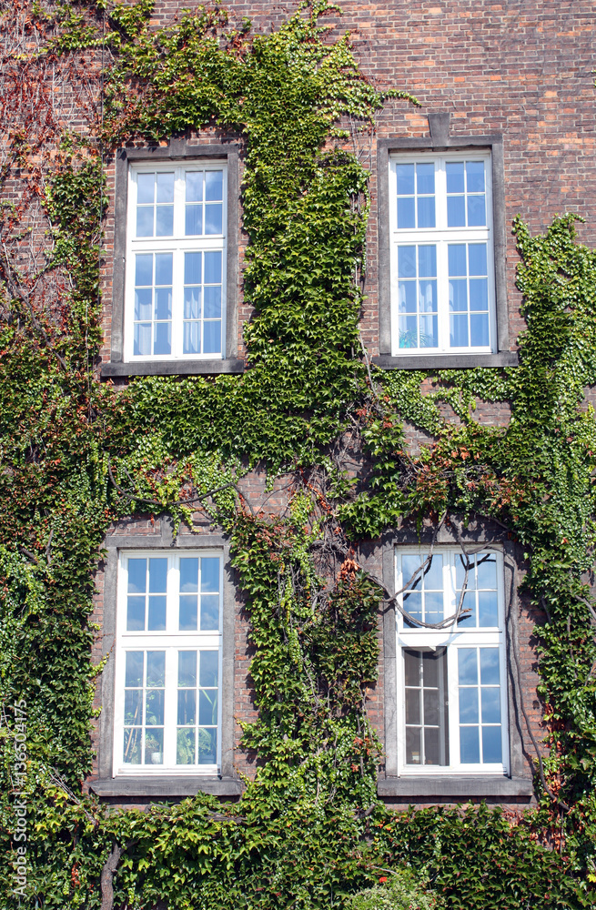 old brick building with windows twined with ivy border
