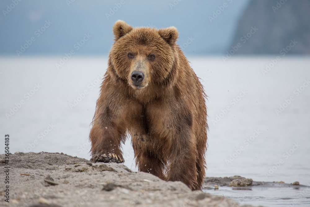 Fototapeta premium Bear looks for fish in water