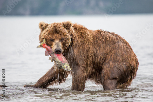 Canvastavla The bear was caught and eat fish salmon
