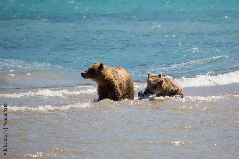 The family of bears, mother caught a fish The family of bears, mother caught a fish