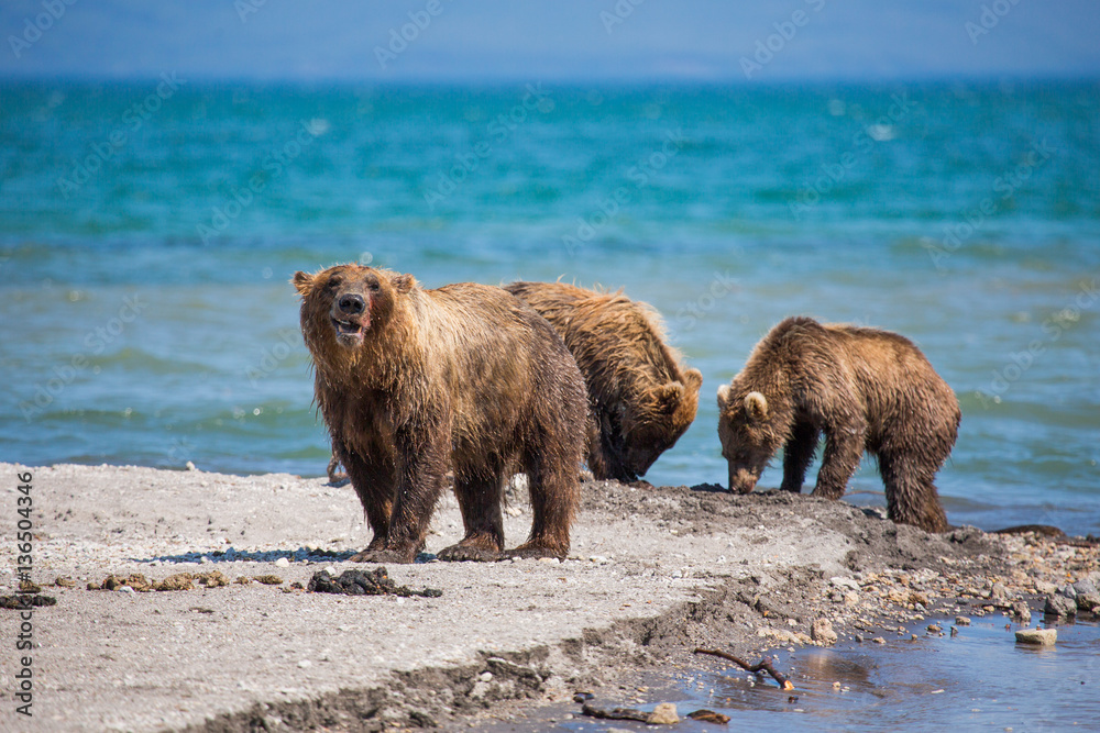 The family of bears, mother caught a fish The family of bears, mother caught a fish
