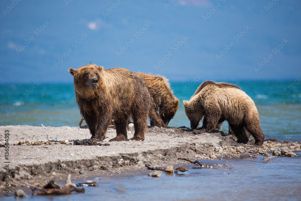 The family of bears, mother caught a fish The family of bears, mother caught a fish