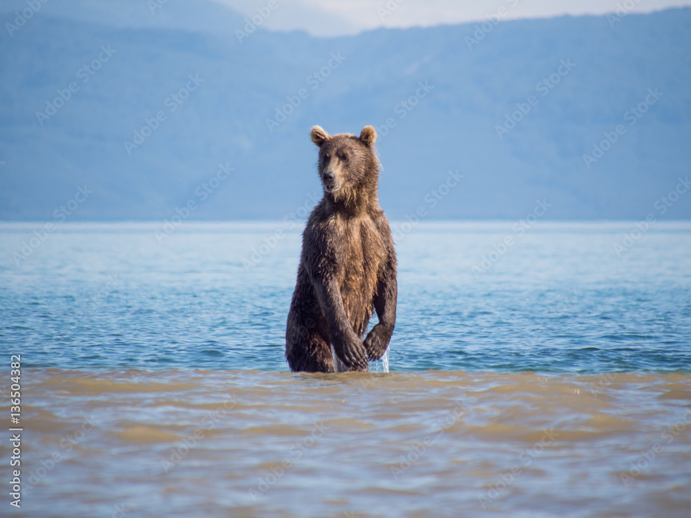 Fototapeta premium The bear stands on its hind legs