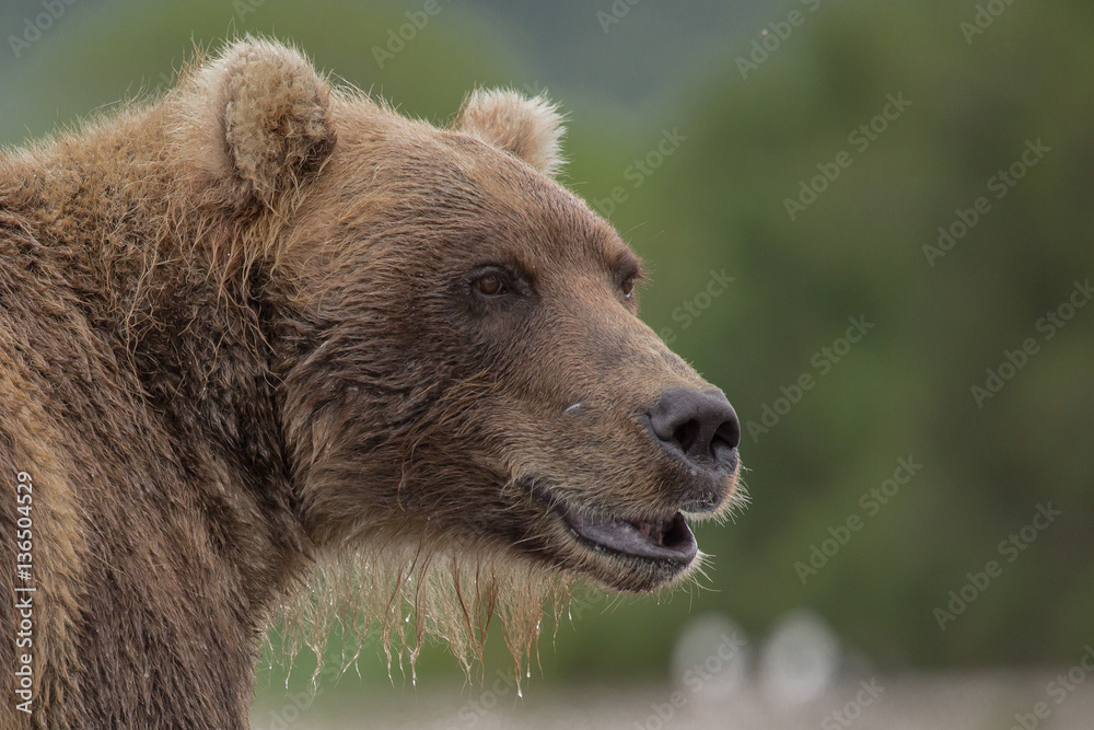 Portrait of a bear, shot from close range Portrait of a bear, shot from close range
