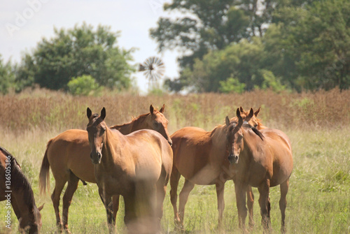 Young horses free on a field in Argentina