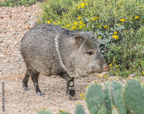 Javelina at Arizona-Sonora Desert Museum, Tucson, Arizona