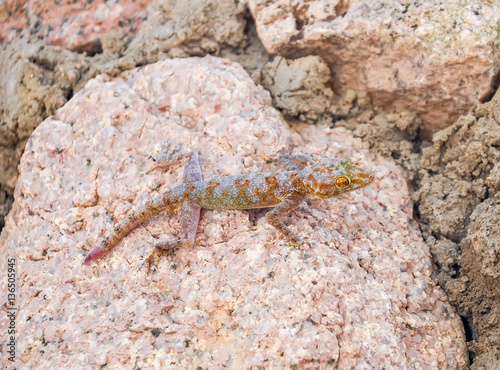 Lizard crawling on a white wall. Egypt, Sharm El Sheikh. © Sergej Ljashenko