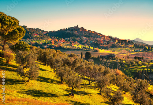 Casale Marittimo village and olive trees. Tuscany, Italy