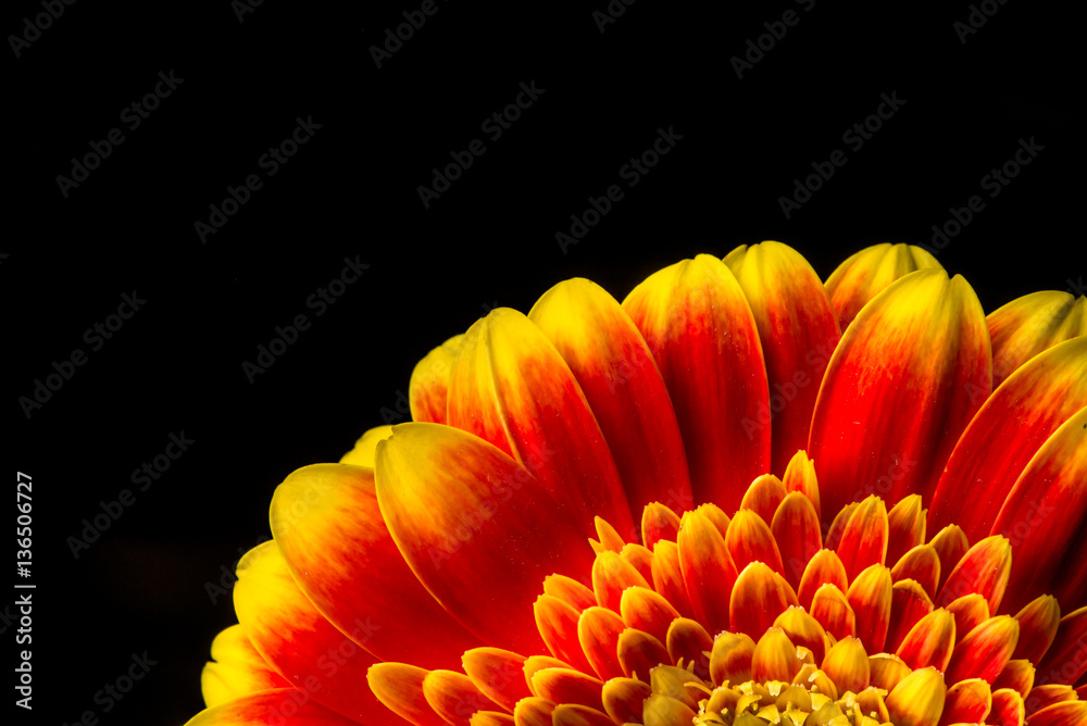 Close up of a red and yellow gerber
Close up of a red and yellow gerber