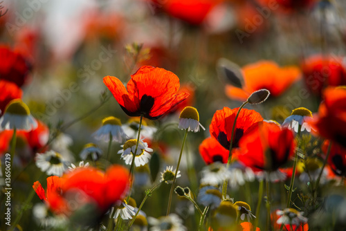Wild poppies blossoming in steppes in spring