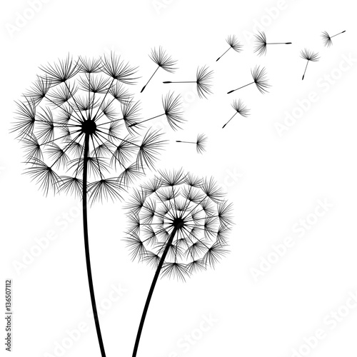Fototapeta Naklejka Na Ścianę i Meble -  Two flowers dandelions silhouette