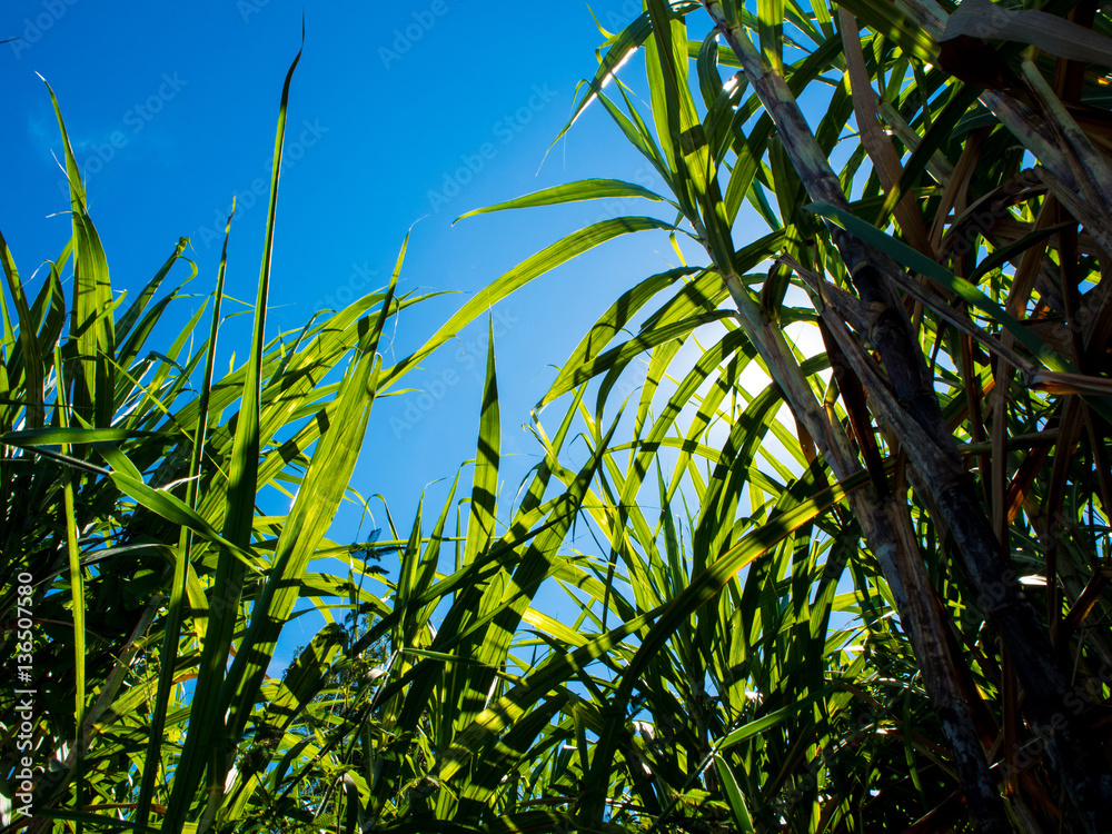 Sunlight and blue sky over the Sugarcane farm