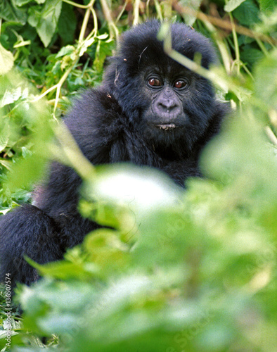 Mountain gorilla, Volcano National Park, Rwanda © nyiragongo