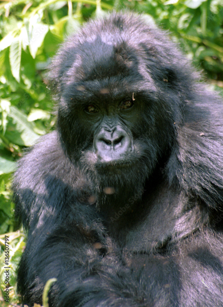 Mountain gorilla, Volcano National Park, Rwanda Mountain gorilla, Volcano National Park, Rwanda